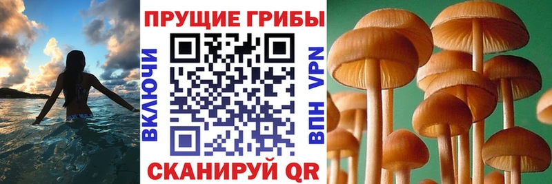 блэк спрут зеркало  Краснотурьинск  Галлюциногенные грибы GOLDEN TEACHER 